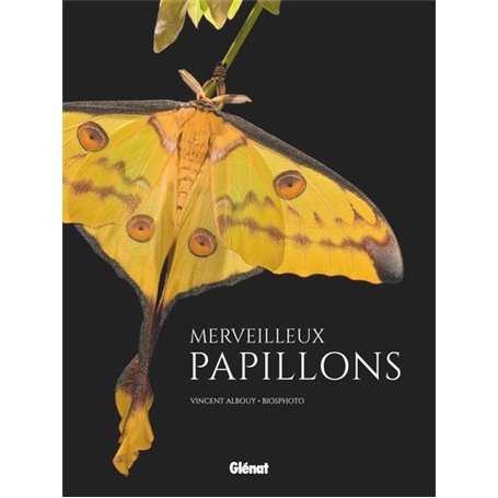 Merveilleux papillons