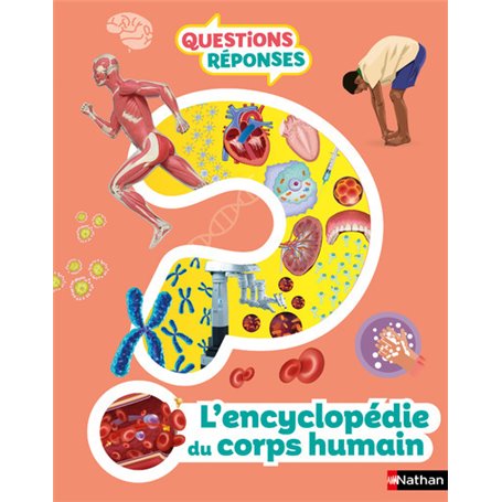 L'encyclopédie du corps humain