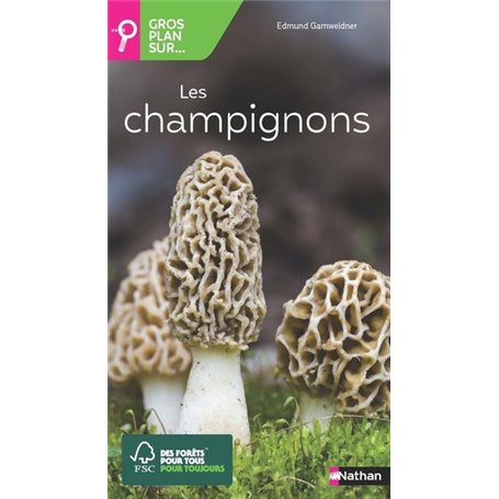 Gros plan sur les champignons