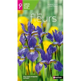 Gros plan sur les fleurs