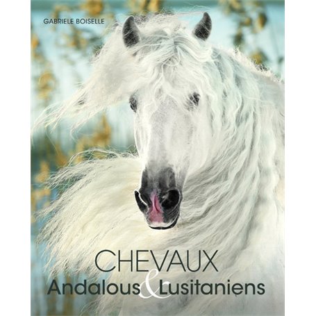 Chevaux andalous et lusitaniens