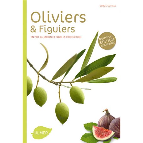 Oliviers et figuiers (NE). En pot, en jardin et pour la production