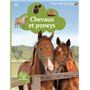 Chevaux et poneys