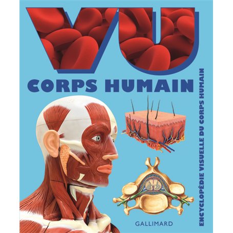 VU Corps humain