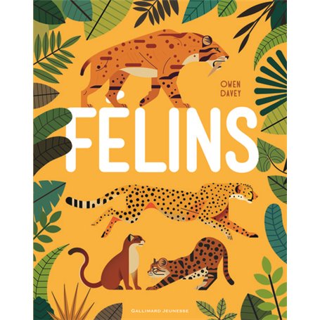 Félins