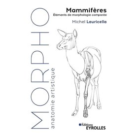 Morpho Mammifères
