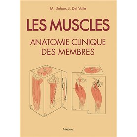 Les muscles : anatomie clinique des membres