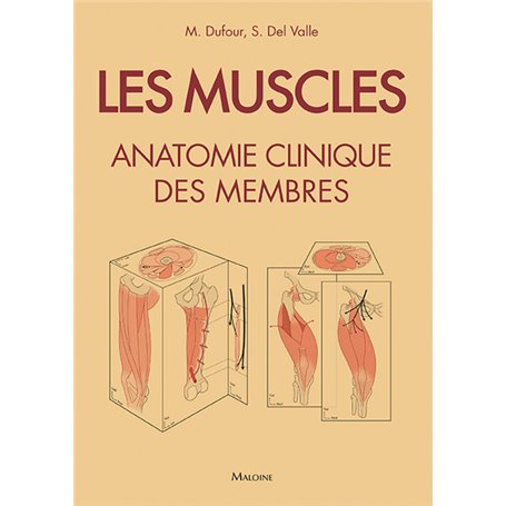 Les muscles : anatomie clinique des membres