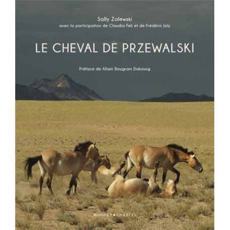 Le cheval de Przewalski