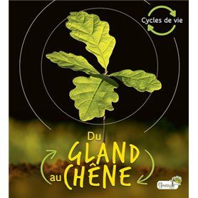 Du gland au chêne