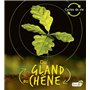 Du gland au chêne