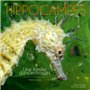 Hippocampes - une famille d'excentriques