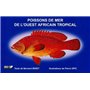 Poissons de mer de l'Ouest africain tropical