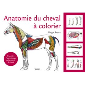 Anatomie du cheval à colorier