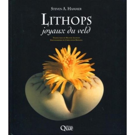 Lithops, joyaux du veld