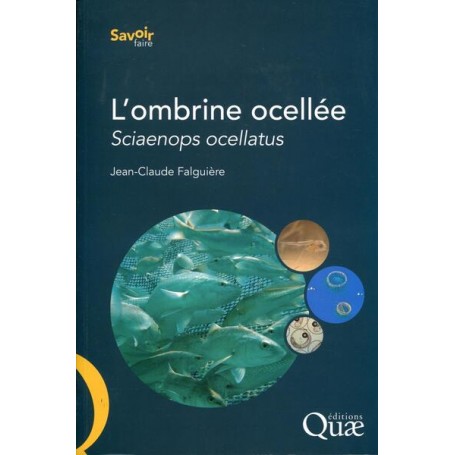 L'ombrine ocellée