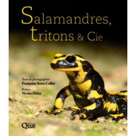 Salamandres, tritons et Cie