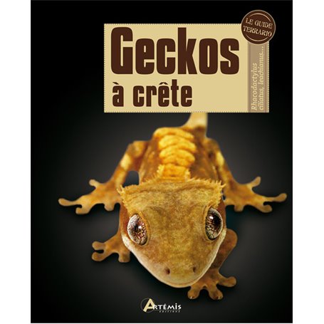 Geckos à crête