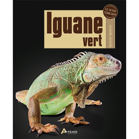 Iguane vert