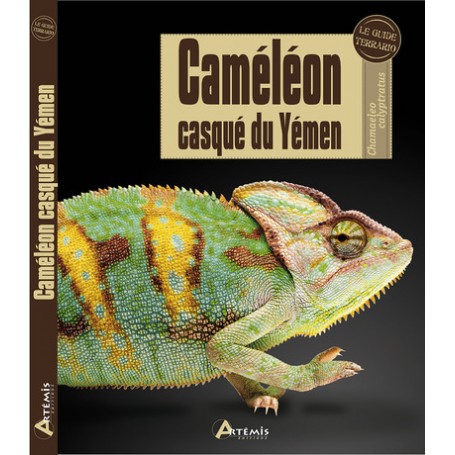 Caméléon casqué du Yémen