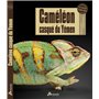 Caméléon casqué du Yémen