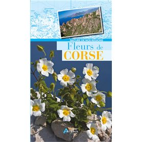 Fleurs de Corse