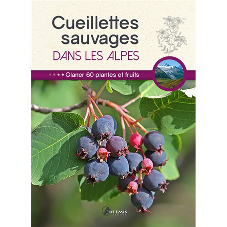 Cueillettes sauvages dans les Alpes