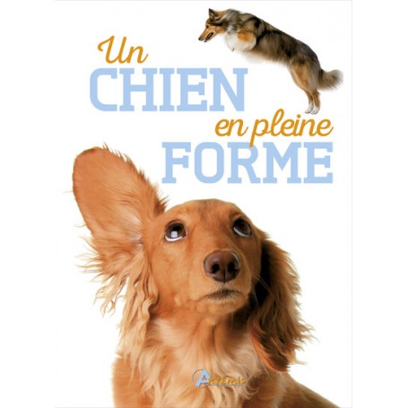 Un chien en pleine forme