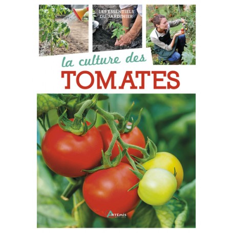 La culture des tomates