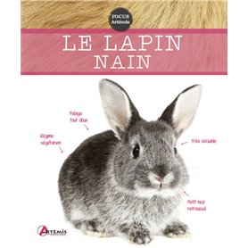 Lapin nain