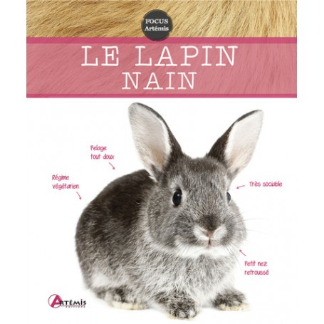 Lapin nain