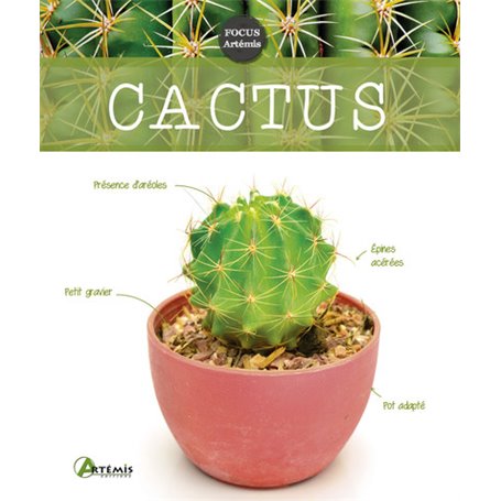 Cactus