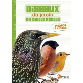 Les oiseaux du jardin en taille réelle