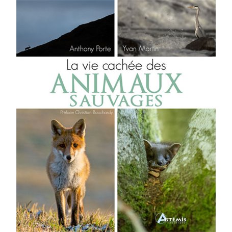 La vie cachée des animaux sauvages