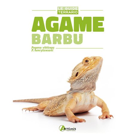 Agame barbu