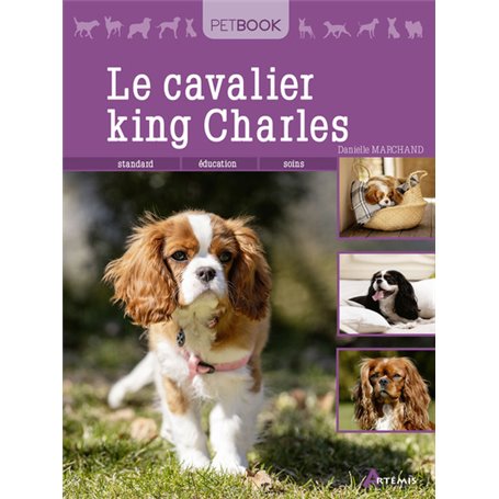 Le cavalier king Charles