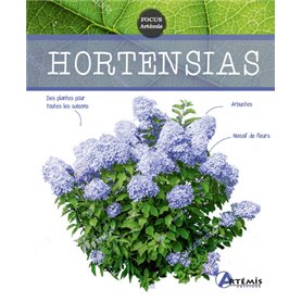 Hortensias