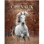 Chevaux : un univers fabuleux