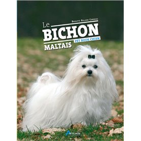 Le bichon maltais