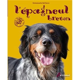 L'épagneul breton