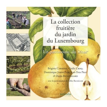 La collection fruitière du jardin du Luxembourg