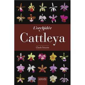 L'orchidée Cattleya