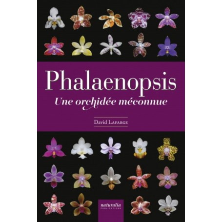 Phalaenopsis - Une orchidée méconnue