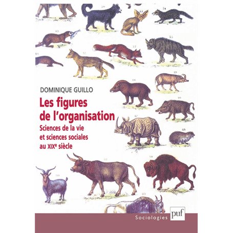 Les figures de l'organisation