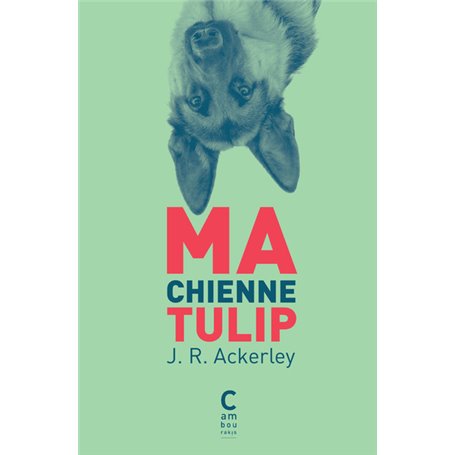 Ma chienne Tulip