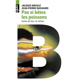 Pas si bêtes les poissons