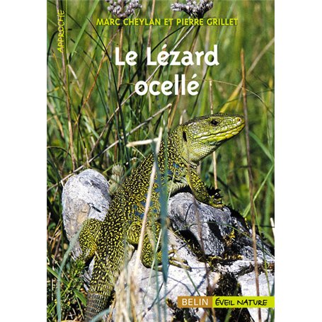 Le Lézard ocellé