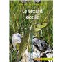 Le Lézard ocellé