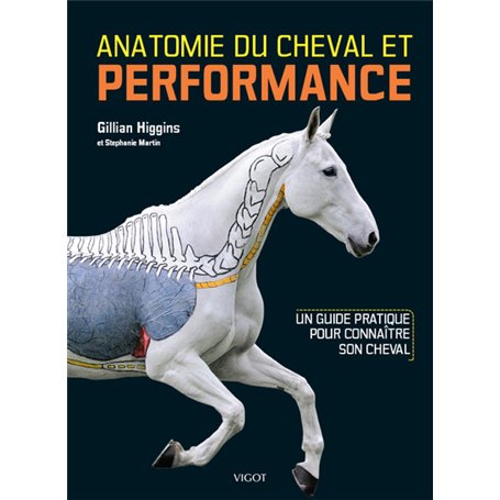 Anatomie du cheval et performance