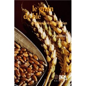 Le grain de blé